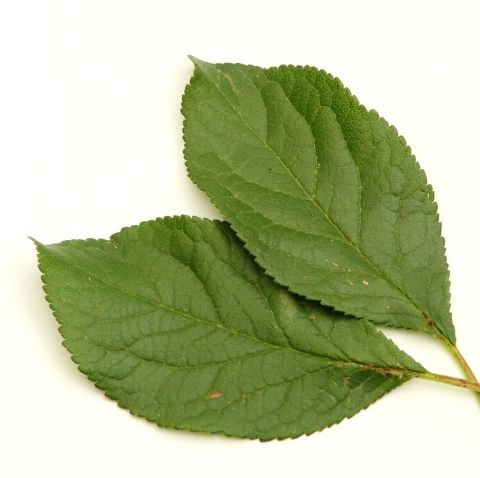 Poda de hojas en Málaga